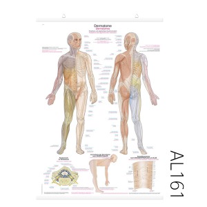 피부분절 차트(AL161)