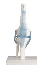 무릎 관절모형 (인대포함)[4552]