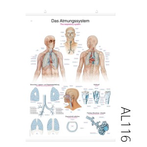 호흡기차트(AL116)