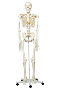 인체골격모형(전신)[A10]