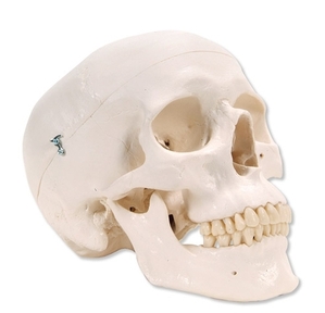 두개골 모형(A20)