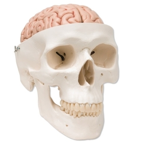 뇌 포함된 두개골 모형(A20/9)
