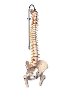 Deluxe Flexible Spine with femur heads(A58/6)
