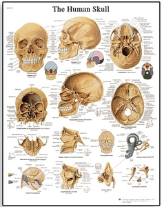 Human Skull Chart(VR1131)