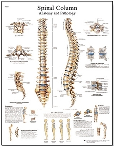 Spinal Column Chart(VR1152)