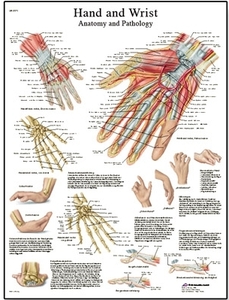 Hand and Wrist Chart - Anatomy and Pathology(VR1171)