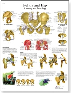 Pelvis and Hip Chart - Anatomy and Pathology(VR1172)