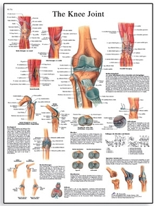 Knee Joint Chart(VR1174)