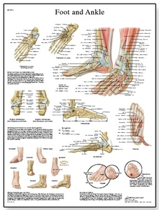 Foot and Joints of Foot Chart - Anatomy and Pathology(VR1176)