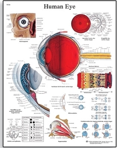 Human Eye Chart(VR1226)