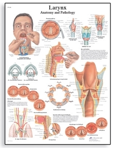 The Larynx Chart(VR1248)