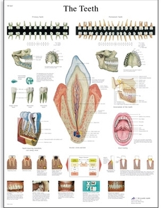 The Teeth Chart(VR1263)