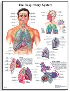 The Respiratory System Chart(VR1322)