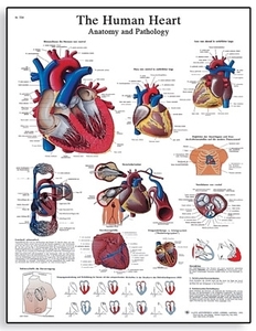 The human heart Chart - Anatomy and Physiology(VR1334)