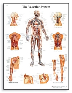 The Vascular System Chart(VR1353)