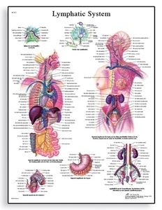 Lymphatic System Chart(VR1392)