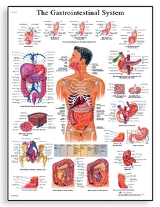 The Gastrointestinal System Chart (VR1422)
