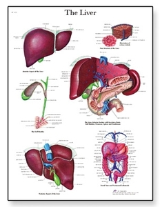 Liver Chart(VR1425)