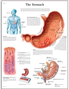 The Stomach Chart(VR1426)