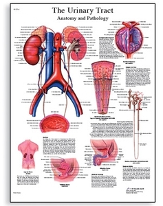 The Urinary Tract - Anatomy and Physiology(VR1514)
