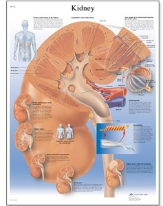 Kidney Chart (VR1515)