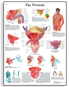 The Prostate Gland Chart(VR1528)