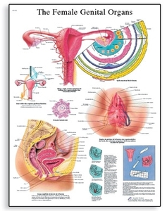 The Female Genital Organs Chart(VR1532)
