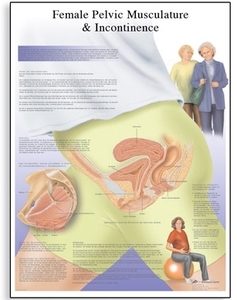 Female Urinary Incontinence Chart(VR1542)