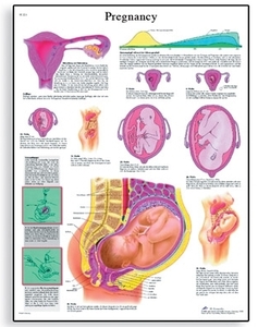 Pregnancy Chart(VR1554)