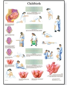 Childbirth Chart(VR1555)