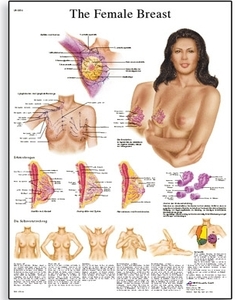 Female Breast Chart - Anatomy, Pathology and Self-Examination(VR1556)