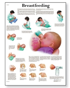 Breastfeeding Chart(VR1557)