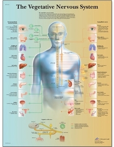 The Vegetative Nervous System Chart (VR1610)