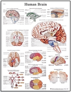 Human Brain Chart(VR1615)