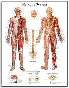 Nervous System Chart(VR1620)