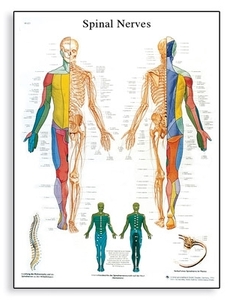 Spinal Nerves Chart(VR1621)