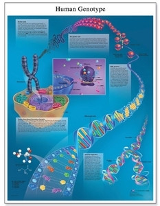 DNA - The Human Genotype Chart(VR1670)