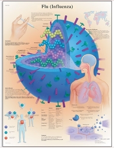 Flu (Influenza) Chart(VR1722)