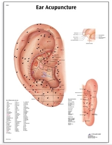 Ear Acupuncture Chart(AR1821)