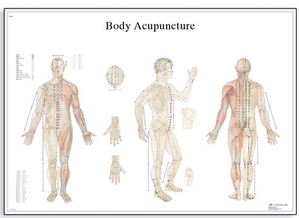 Body Acupuncture Chart(VR1820)