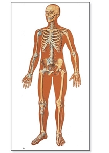 The Human Skeleton Chart, front(V2001)