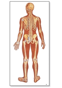 The Human Skeleton Chart, rear(V2002)