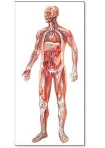 The Vascular System Chart(V2004)