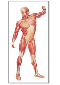 The Human Musculature Chart, front(V2003)