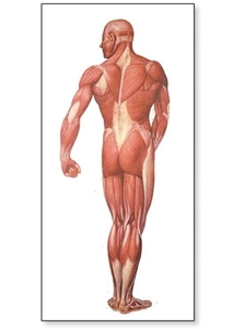The Human Musculature Chart, rear(V2005)