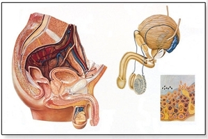 The Male Pelvic Organs Chart(V2020)