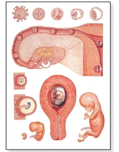 Embryology I Chart(V2066)