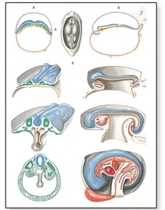 Embryology II Chart(V2067)
