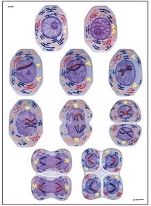 Cell Division II Chart, Meiosis(V2051)