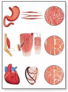 Muscle Tissue Chart(V2052)